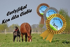 Certyfikat Koń dla Ciebie