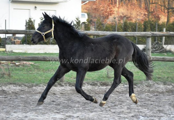 Quasar