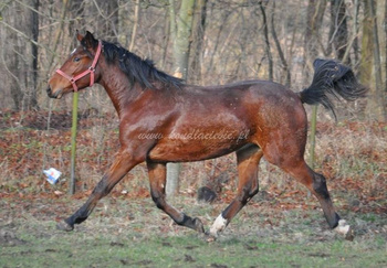 Rubi I